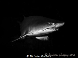 Sand Tiger Shark, Morehead City, North Carolina. by Nicholas Godfrey 